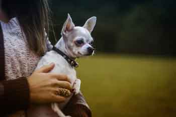 Une propriétaire de chien qui tient son chien dans les bras. 