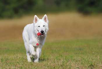 Apprendre le rappel à son chien